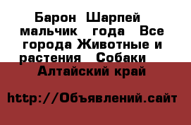 Барон (Шарпей), мальчик 3 года - Все города Животные и растения » Собаки   . Алтайский край